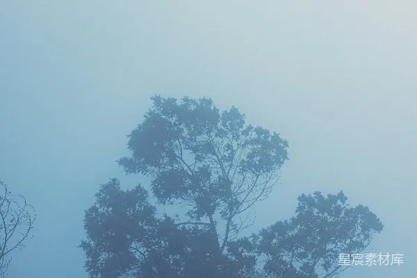 高清摄影 雾蒙蒙的天气里，树影朦胧。