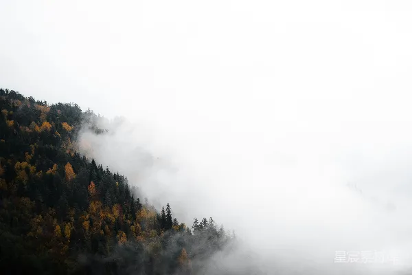 高清摄影 雾气笼罩着秋季的森林。