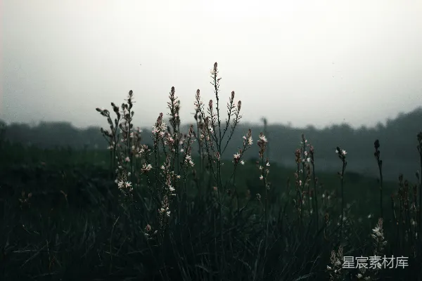 高清摄影 一片开满鲜花的田野