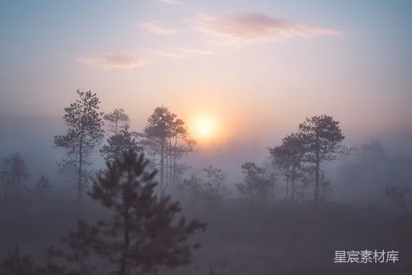 高清摄影 雾气缭绕的森林，夕阳西下