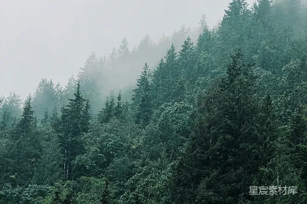 高清摄影 一片树林