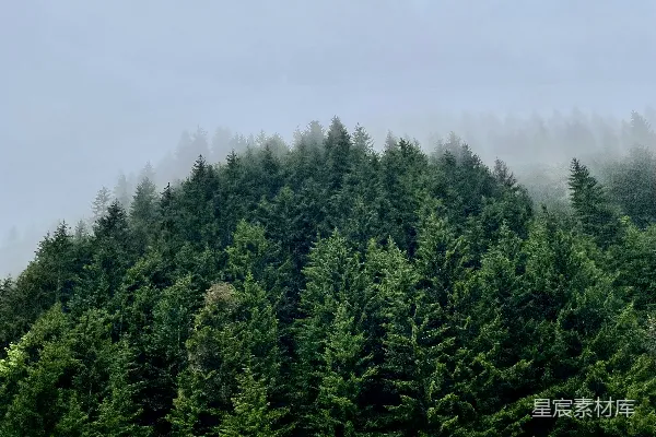 高清摄影 一片草地上的树木