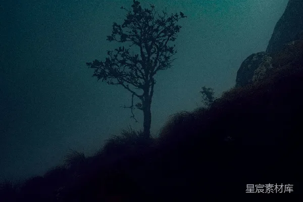 高清摄影 雾中的树