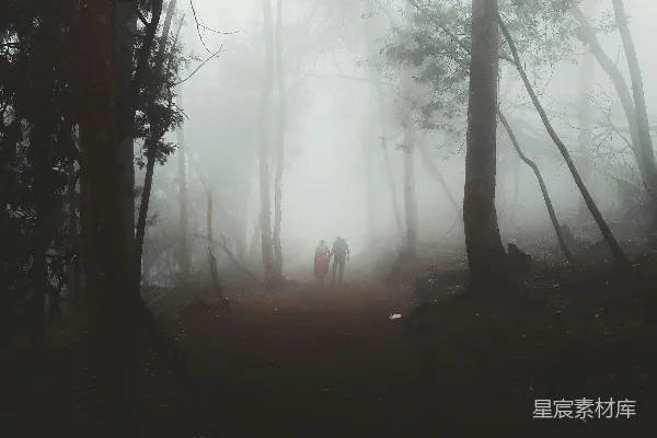 高清摄影 两个人正在雾气缭绕的森林中行走。