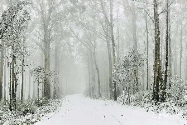 高清摄影 被雪覆盖的道路，两旁是冬日的树木。