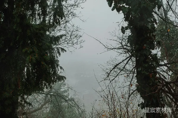 高清摄影 一条被树木环绕的泥泞道路，在雾蒙蒙的天气里。