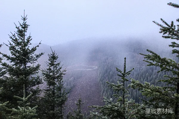 高清摄影 雾蒙蒙的山峰，前景中长着松树。