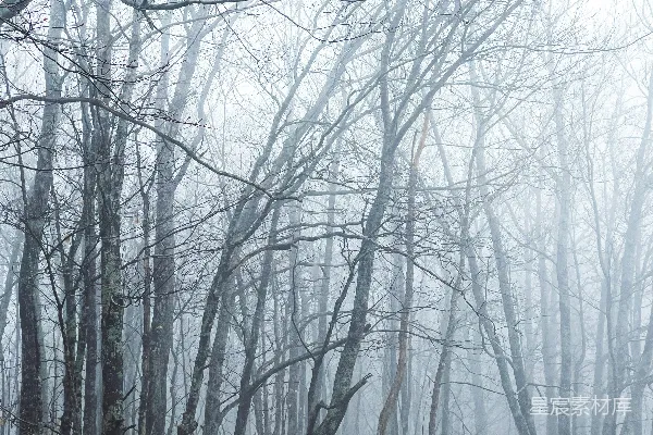 高清摄影 光秃秃的树在覆盖着雪的地面上
