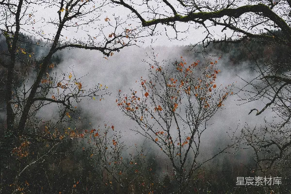 高清摄影 白天的光秃秃的树和烟雾
