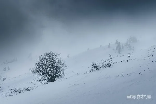 高清摄影 一棵孤独的树矗立在雪山上。