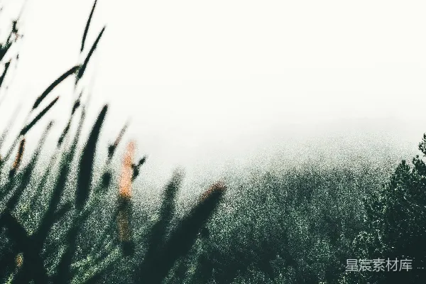高清摄影 雾蒙蒙的日子里的绿草场