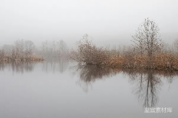 高清摄影 白天湖边的光秃秃的棕色树木