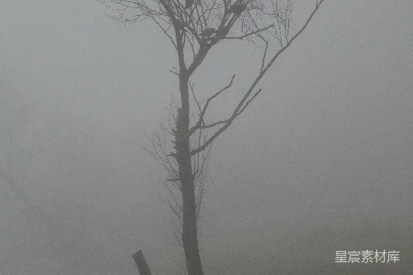 高清摄影 一个雾蒙蒙的天气里湖中央的一棵孤树