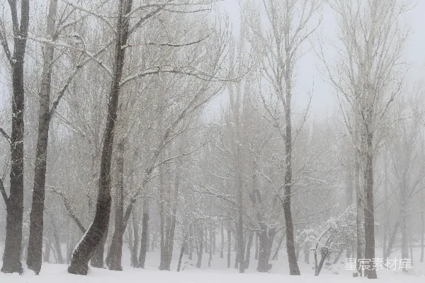 高清摄影 覆盖着雪的地面上的光秃秃的树