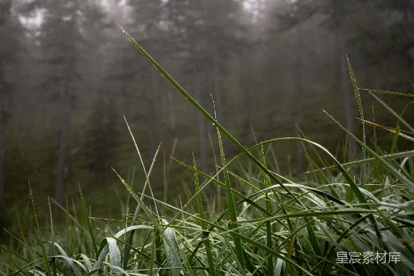 高清摄影 一片草地，背景中有树木。