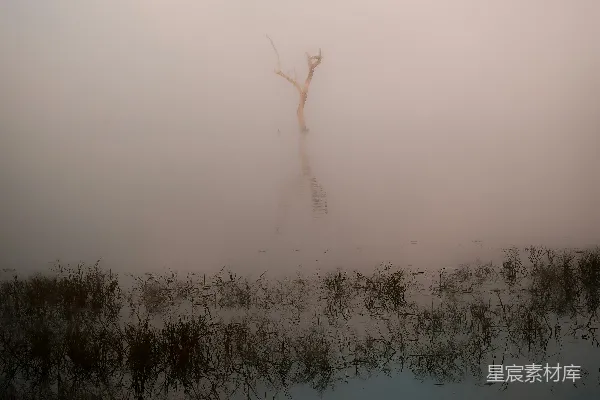 高清摄影 浓雾中光秃的树影倒映在静水之上。