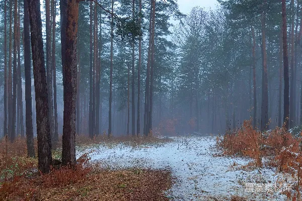 高清摄影 一条穿过森林的小路，地面上覆盖着积雪。