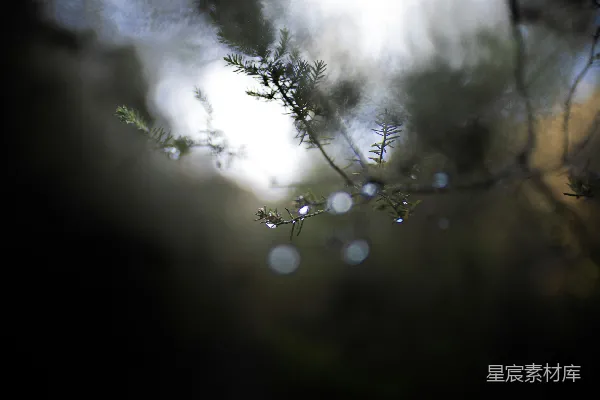 高清摄影 一根树枝上挂着水珠。