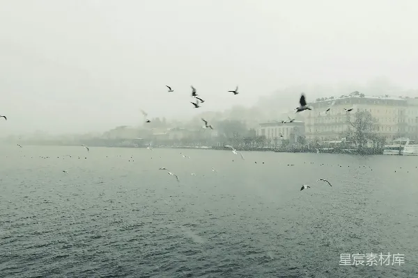 高清摄影 海鸥在雾蒙蒙的水面上飞翔。