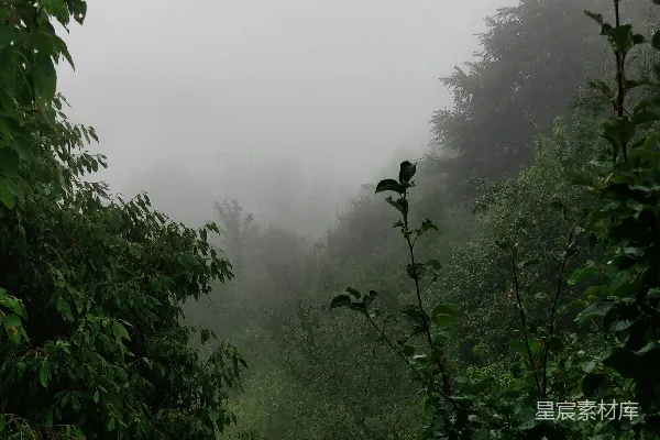 高清摄影 绿叶植物和树木