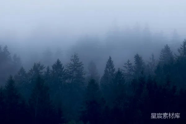 高清摄影 高角度拍摄树木和雾气