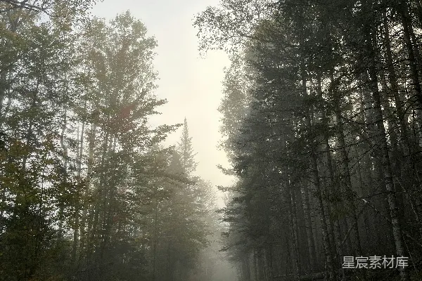 高清摄影 一条穿过森林中的泥泞小路