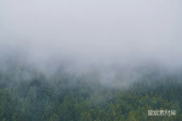高清摄影 一只羊站在田野里，背景是一片森林。