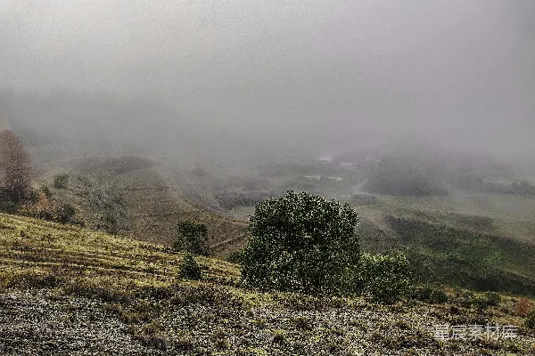 高清摄影 一个雾蒙蒙的风景，前景中有一棵孤独的树。