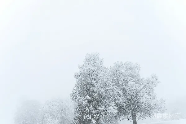 高清摄影 两棵被雪覆盖的树