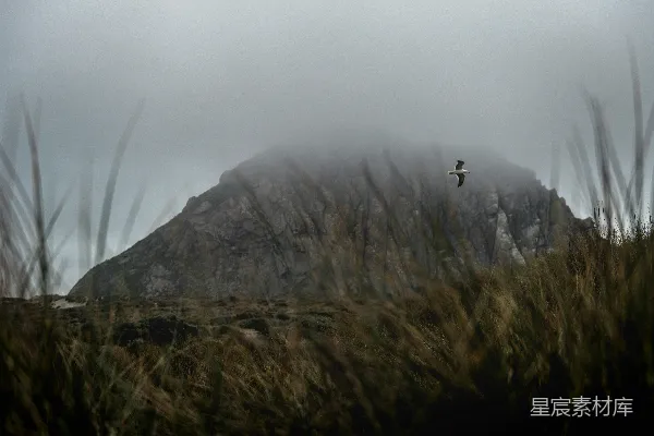 高清摄影 一只鸟在薄雾中飞过一座山