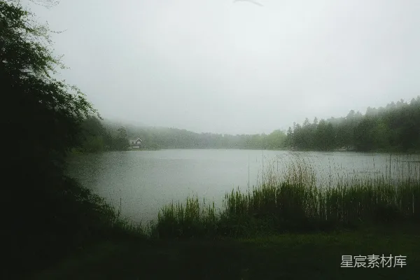 高清摄影 一片被高草和树木环绕的湖泊