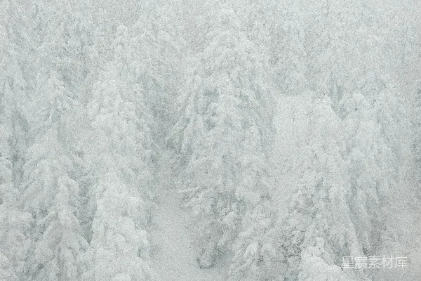 高清摄影 一片被雪覆盖的树木林