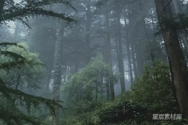 高清摄影 一片森林中的树木
