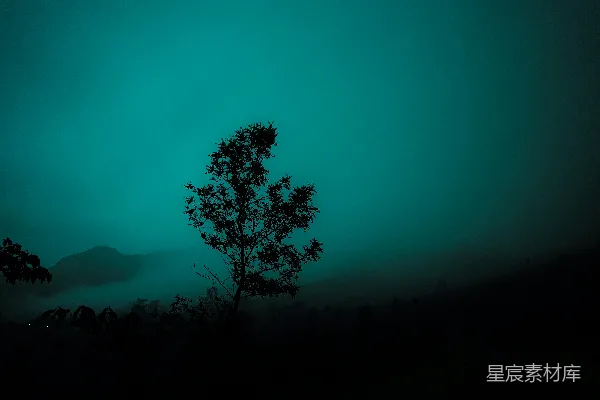 高清摄影 一棵孤树在绿色的天空背景下剪影。