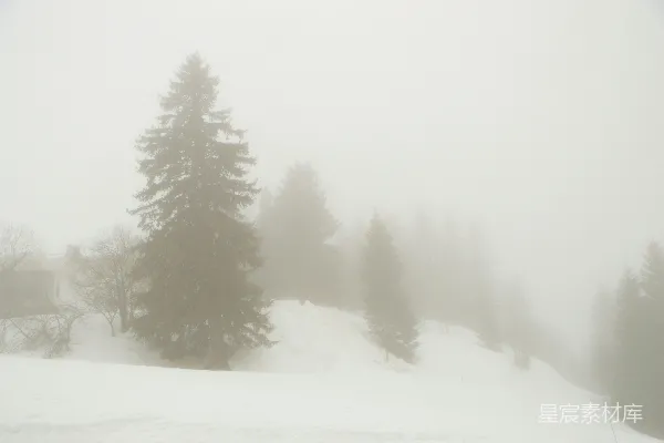 高清摄影 白雪覆盖的地面上的绿松树