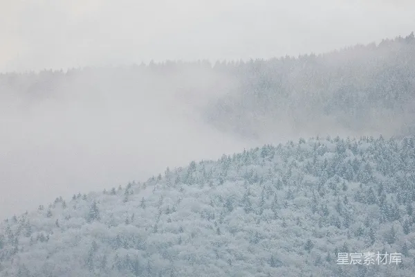 高清摄影 白雪覆盖的黑白树木
