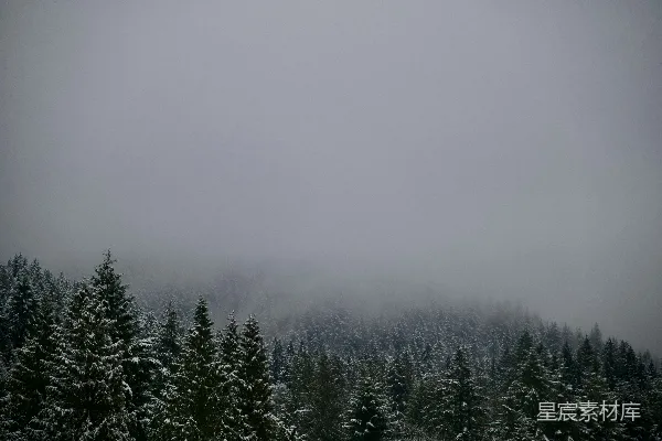 高清摄影 一片被雪覆盖的森林，旁边是一座山