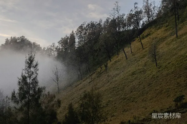 高清摄影 雾气缭绕的山坡，散布着稀疏的树木和干枯的草地。