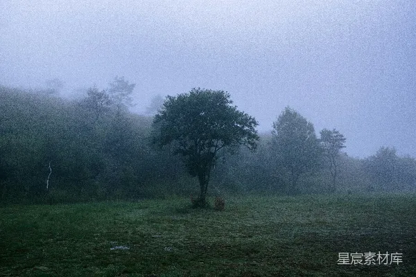 高清摄影 一片雾蒙蒙的田野，前景中有一棵孤树。