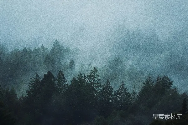 高清摄影 雾蒙蒙的常青森林在阴天。