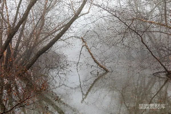 高清摄影 白天，雪地上的光秃秃的树