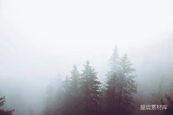 高清摄影 松树在白天