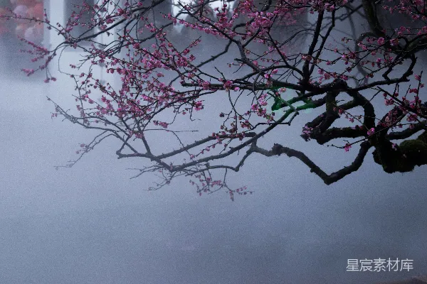 高清摄影 粉红色的樱花在薄雾朦胧的背景中绽放。