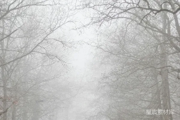 高清摄影 白雪覆盖的光秃秃的树木