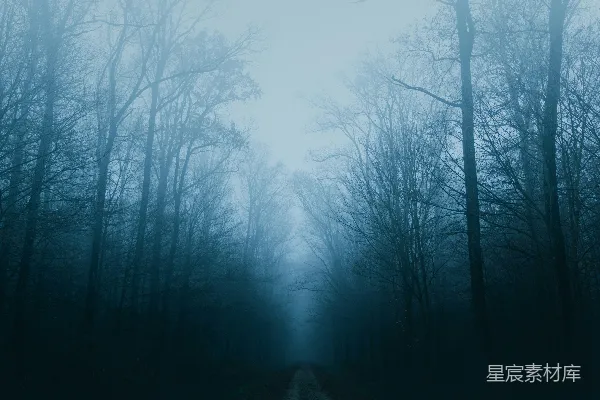 高清摄影 树木环绕的道路笼罩在薄雾中