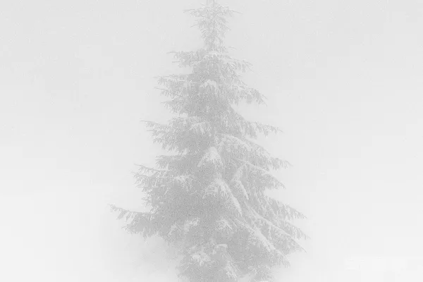 高清摄影 在浓雾中，一棵孤零零的被雪覆盖的松树。