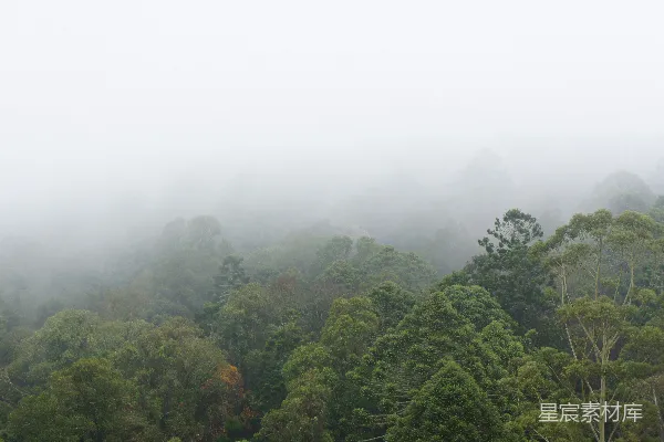 高清摄影 一片雾气笼罩的森林，里面有许多树木。