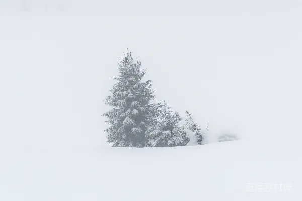 高清摄影 冬季景观中的积雪常青树。