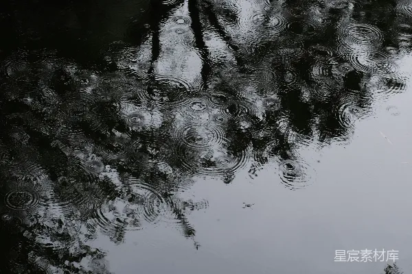 高清摄影 树在水洼中的倒影