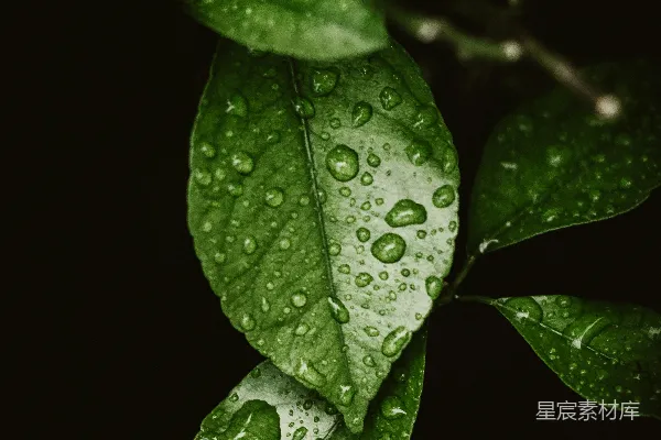 高清摄影 水珠落在绿叶上